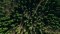 The image shows a forest from above